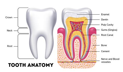 Exploring the Cultural Significance Behind Ingesting Dental Structures in Reveries