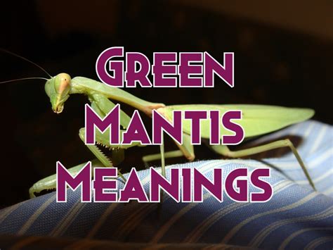 Exploring the Cultural Significance of Dreams Featuring the Majestic Green Praying Mantis