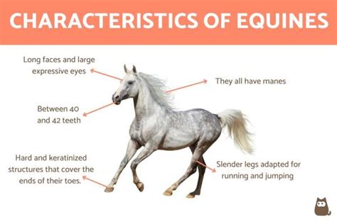 Exploring the Cultural Significance of Equines in Reveries