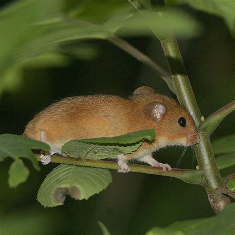 Exploring the Cultural Significance of Golden Mice