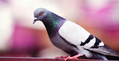 Exploring the Cultural Significance of Pigeons and their Aggressive Behaviors