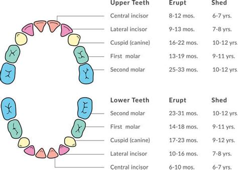 Exploring the Cultural Significance of Shedding Baby Teeth