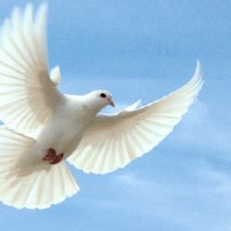 Exploring the Cultural and Historical Context of Dove Symbolism