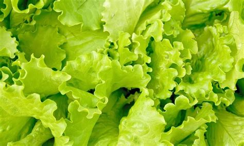 Exploring the Cultural and Historical Significance of Lettuce in Dreams