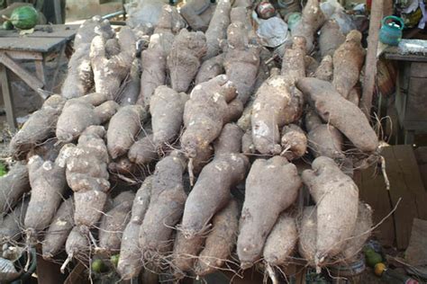 Exploring the Deep Connection: Yam Tubers and Personal Growth