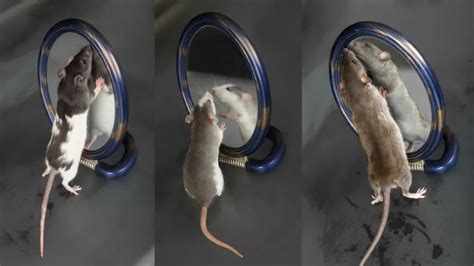 Exploring the Deeper Meanings: Rat as a Reflection of Self