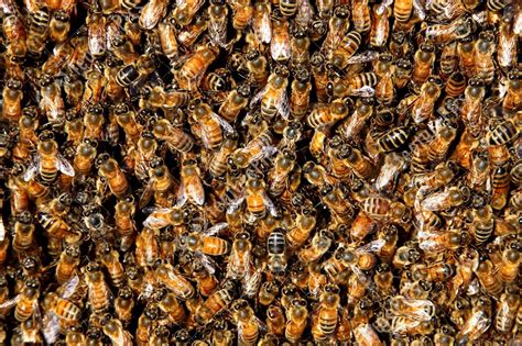 Exploring the Deeper Significance of Reveries Involving Swarms of Stinging Insects