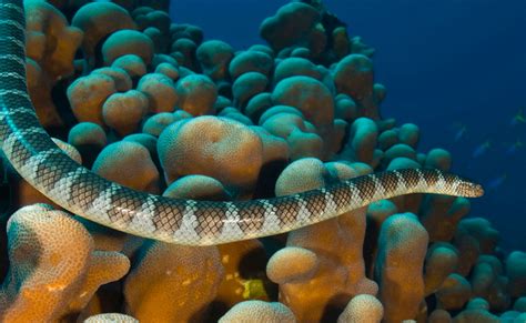 Exploring the Deeper Significance of Serpents within an Aquatic Habitat