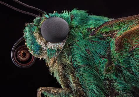 Exploring the Depiction of the Emerald Insect in Diverse Artistic Forms