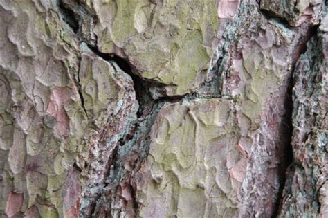 Exploring the Depths: The Psychological Significance of Engaging with Tree Bark in Dreams