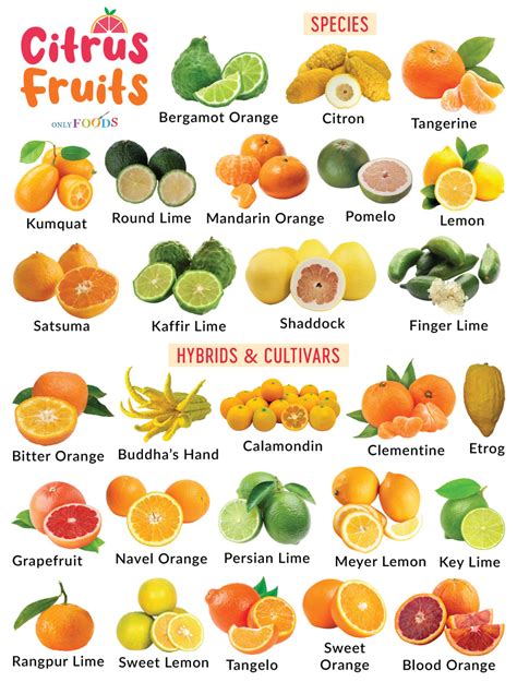 Exploring the Different Varieties of Citrus aurantifolia for Fresh Juice