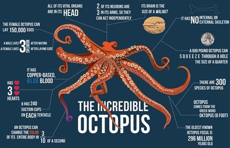 Exploring the Diverse Applications of Octopus Studies