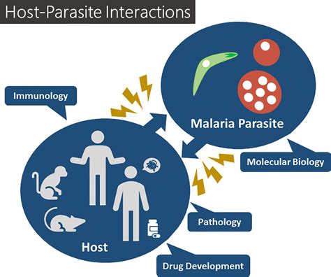 Exploring the Dynamic Relationship Between Parasitic Productions and Their Hosts