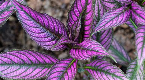 Exploring the Ecological Benefits of Plants with Purple Foliage