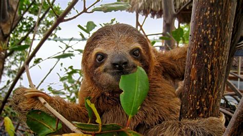 Exploring the Ecological Significance of Sloths