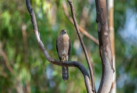 Exploring the Elusive Habitat of the Majestic Raptor: Unveiling Its Mysterious Surroundings