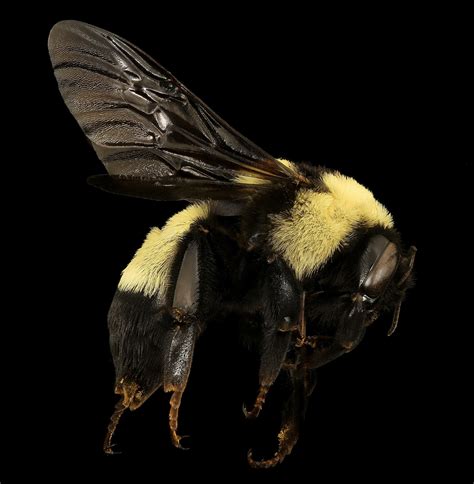 Exploring the Emotional Associations of Your Dream: Deceased Bumblebees and Sorrow