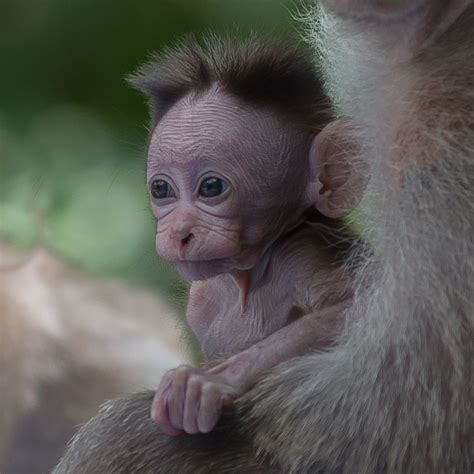 Exploring the Emotional Connection in Dreams featuring Infant Monkeys