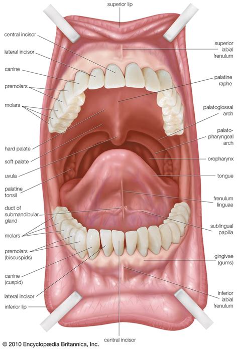 Exploring the Emotional Connections of Dreams Involving Tissue in the Oral Cavity