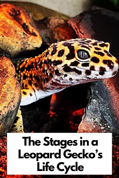 Exploring the Emotional Depths Unveiled by Embracing a Gecko in Reveries