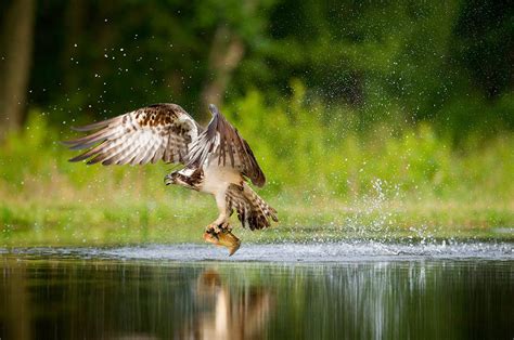 Exploring the Emotional Impact and Personal Reflections Encountered in Dreams of Capturing Birds 