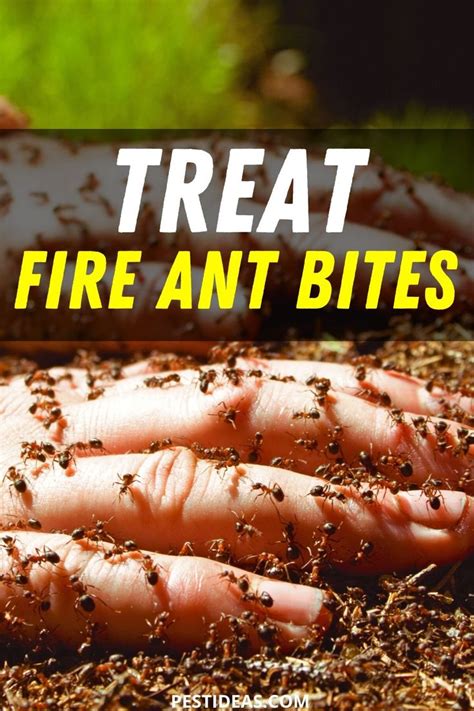 Exploring the Emotional Impact of Dreaming About Fire Ant Bites