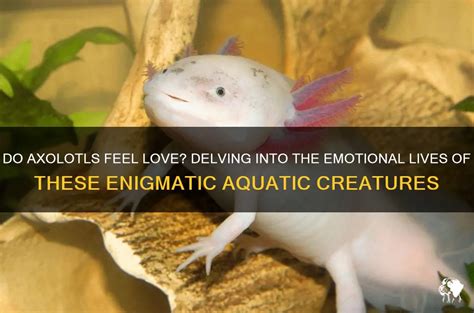 Exploring the Emotional Impact of Enigmatic Aquatic Visions
