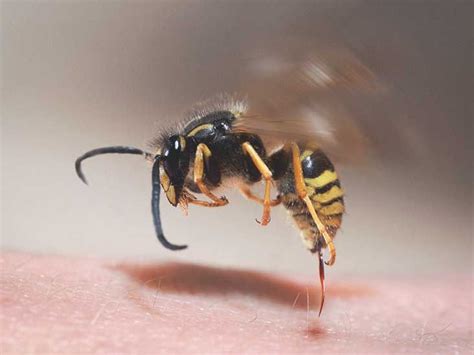 Exploring the Emotional Impact of a Yellow Jacket's Sting in Vivid Dreams