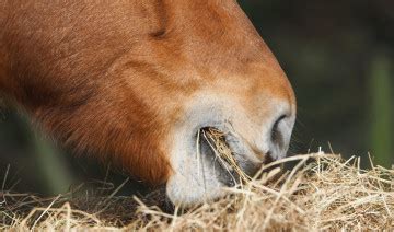 Exploring the Emotional Nourishment Represented in Dreams of Horses Feeding