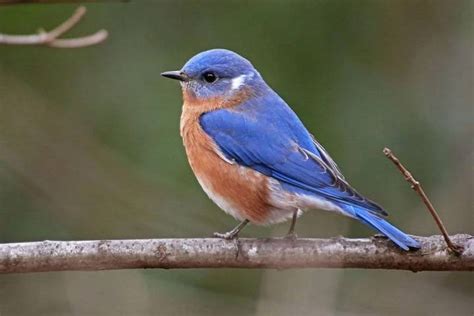 Exploring the Emotional Significance of Embracing a Bluebird within Dreamscapes