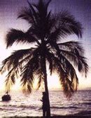 Exploring the Emotional Significance of Palm Tree Sightings in Dream Interpretation