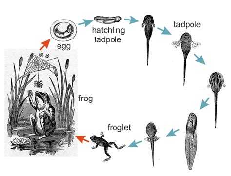 Exploring the Enchanting Life Cycle of Tadpoles