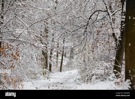 Exploring the Enchanting Trails of the Snowy Peak