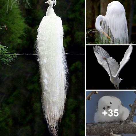 Exploring the Enchanting World of Rare and Exquisite Avian Species