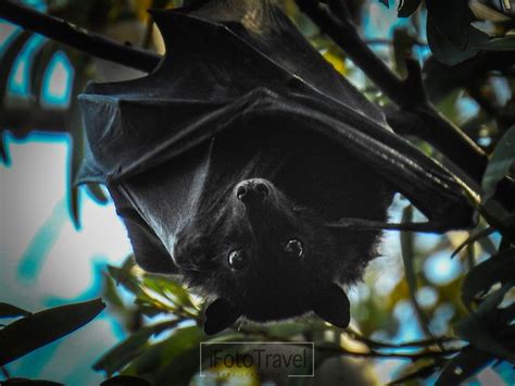 Exploring the Enchantment: What Attracts Us to Consuming Bats in Our Dreams?