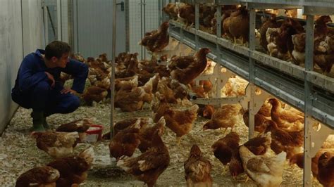 Exploring the Enchantment of Poultry Maintenance