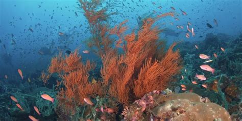 Exploring the Enchantments of Oceanic Biodiversity