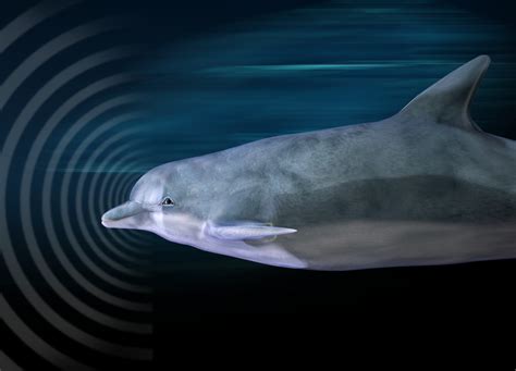 Exploring the Enigma of Dolphin Echolocation: Unveiling the Wonders of Soundscape Perception