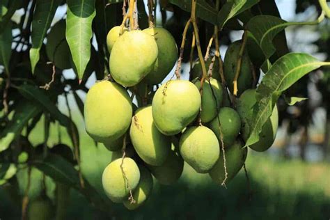 Exploring the Enigma of Mango Cultivation and Harvesting