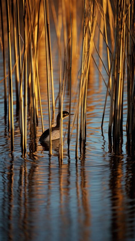 Exploring the Enigmatic: Unveiling the Mysteries of Nightmares in the Enchanting Marshland