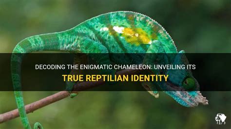 Exploring the Enigmatic Black Chameleon: Decoding Its Remarkable Adaptive Capabilities