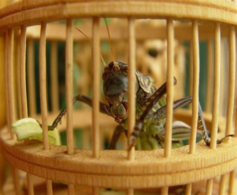 Exploring the Enigmatic Folklore and Myths Surrounding Cricket Insects