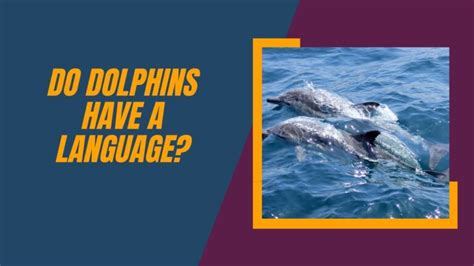 Exploring the Enigmatic Language of Dolphins