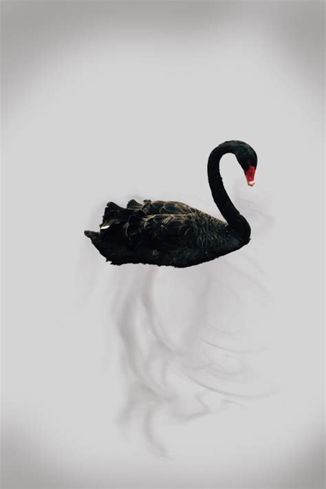 Exploring the Enigmatic Presence of Black Swans in Literature and Art