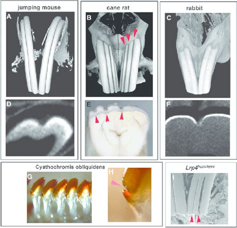 Exploring the Enigmatic Significance of Rodent Incisors