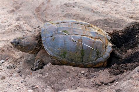 Exploring the Enigmatic Significance of Snapping Turtle Bites in Dreams