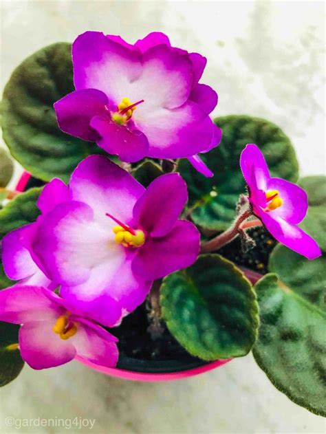 Exploring the Enigmatic World of Caring for African Violets