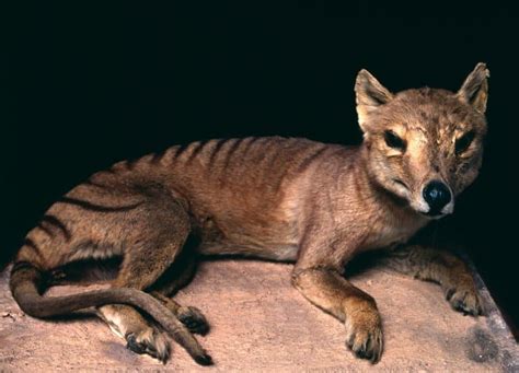 Exploring the Enigmatic World of Thylacine: Habitat and Behavior