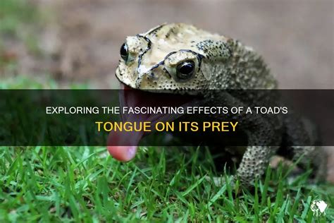 Exploring the Environmental Impact of Toad Eradication