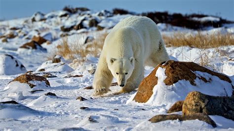 Exploring the Fascinating Fauna of the Polar Wilderness